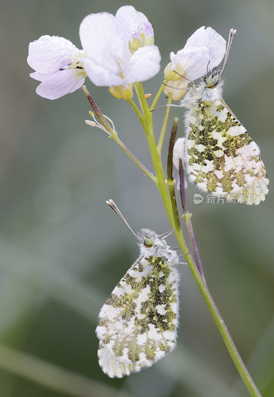 桔梗蝶(carcharis cardamines)